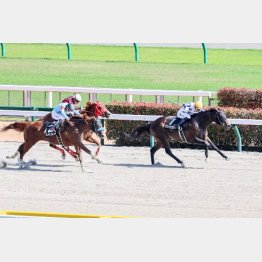 東京コースでは３歳オープン戦の青竜Ｓを快勝