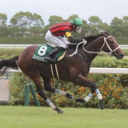 【市川の土曜競馬コラム・京王杯２歳Ｓ】