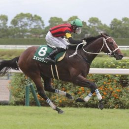 【武田の土曜競馬コラム・京王杯２歳Ｓ】