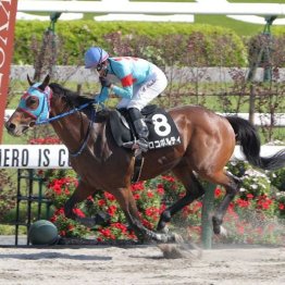 【マリナの日曜競馬コラム・みやこＳ】