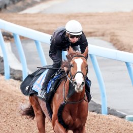 【武蔵野Ｓ】近３走は６０㌔、５８㌔、５８㌔！ 斤量５７㌔で出られるのは大きいペイシャエス