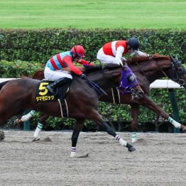 【市川の土曜競馬コラム・武蔵野Ｓ】