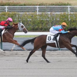 【新居の土曜競馬コラム・オキザリス賞】