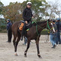 【木津の土曜競馬コラム・オキザリス賞】