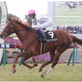 【市川の日曜競馬コラム・エリザベス女王杯】