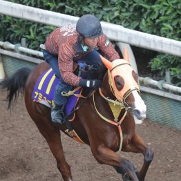 【マイルＣＳ】ナミュール今年も決める