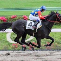 【木津の土曜競馬コラム・晩秋Ｓ】