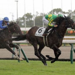 【大谷の土曜競馬コラム・東京スポーツ杯２歳Ｓ】