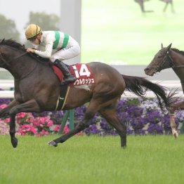 【マリナの日曜競馬コラム・マイルチャンピオンシップ】