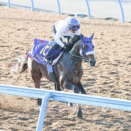 【橘の日曜競馬コラム・マイルチャンピオンシップ】