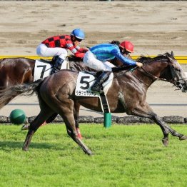 【レスキュー隊の日曜競馬コラム・東京12Ｒ】