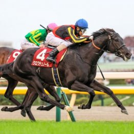 【東京スポーツ杯２歳Ｓ】１番人気クロワデュノールが外からねじ伏せて２戦２勝に