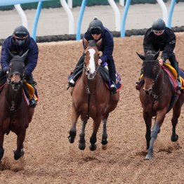 【ジャパンＣ】チェルヴィニアさらに状態アップ　ハードな３頭併せで１Ｆ１１秒７