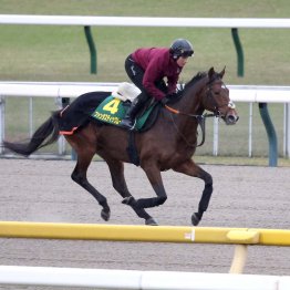 【ジャパンC】ファンタスティックムーンも対象馬