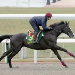 【ジャパンＣ】オーギュストロダンが異例の２日連続追い