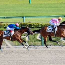 【新居の土曜競馬コラム・シャングリラＳ】