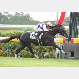 新馬戦勝ちが好レート