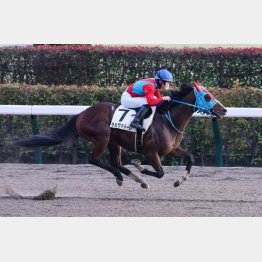 東京で２勝クラスを勝った