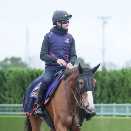 【ジャパンＣ】出走全馬の特選情報