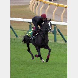 欧州馬だが日本の馬場がマッチする血統