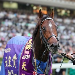 【市川の日曜競馬コラム・ジャパンＣ】