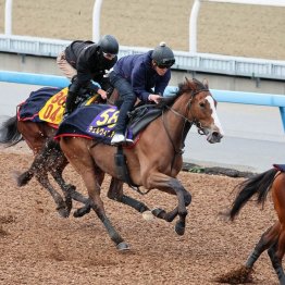 【新居の日曜競馬コラム・ジャパンＣ】