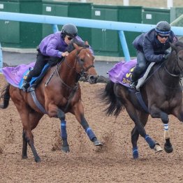 【木津の日曜競馬コラム・ジャパンＣ】