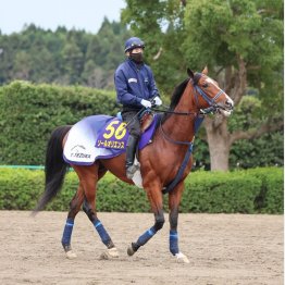 穴馬券の使者は直一気のこの馬