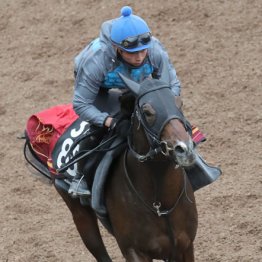 【京都６Ｒ・２歳新馬】ネブラディスク　牡・福永祐一厩舎