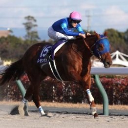 【チャンピオンズＣ】再び激突！ フェブラリーＳ馬ペプチドナイルｖｓ昨年の覇者レモンポップ