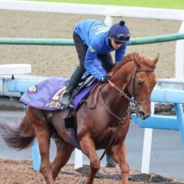 【チャンピオンズＣ】レモンポップ連覇で締めくくり