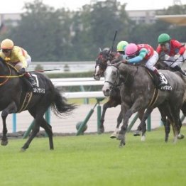 【市川の土曜競馬コラム・ステイヤーズＳ】