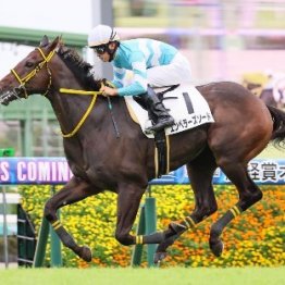 【飯島の土曜競馬コラム・葉牡丹賞】