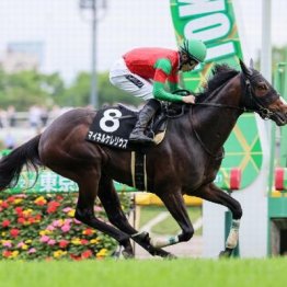 【橘の土曜競馬コラム・ステイヤーズＳ】