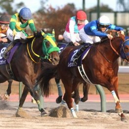 【チャンピオンズＣ】レモンポップが連覇でラストランを飾る