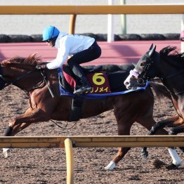 【阪神ジュベナイルＦ】信頼から得た３度目のＧⅠ舞台 ２連勝クリノメイで挑む〝代打〟荻野琢真