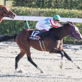 【地方競馬本紙・武田の全日本２歳優駿】