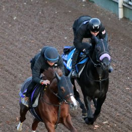 【朝日杯フューチュリティＳ】アルテヴェローチェ坂路馬なりの調整でも「ちょうどいいな」須貝師