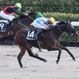 新種牡馬ナダルが挑む〝快挙〟