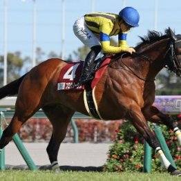 【有馬記念】父サンデーサイレンスに並ぶ大記録へ　三本の矢で挑むディープインパクト産駒