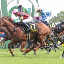 【橘の土曜競馬コラム・阪神Ｃ】