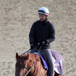 【有馬記念】出走全馬の特選情報