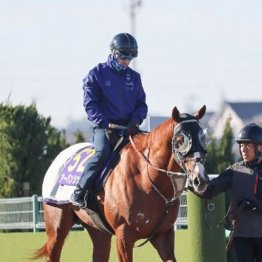 【有馬記念】出走全馬の特選情報