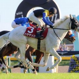 【マリナの日曜競馬コラム・有馬記念】