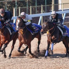 【橘の日曜競馬コラム・有馬記念】