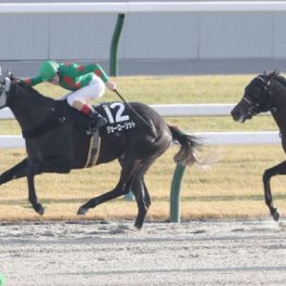 【レスキュー隊の日曜競馬コラム・中山12Ｒ】