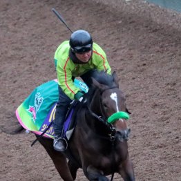 【ホープフルＳ】ジョバンニ〝静〟の調整でも前走から良化