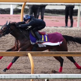 【ホープフルＳ】三浦、武豊が〝初のＧⅠ勝ち〟を狙う松永幹厩舎の２頭 「皇成には勝ってほしいし、もちろん、豊にも」（松永幹調教師）