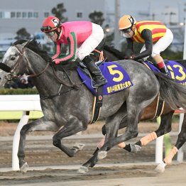 3歳馬による有馬記念、東京大賞典ダブル制覇あるか