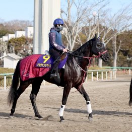 【ホープフルＳ】ショウナンマクベス魅力たっぷり